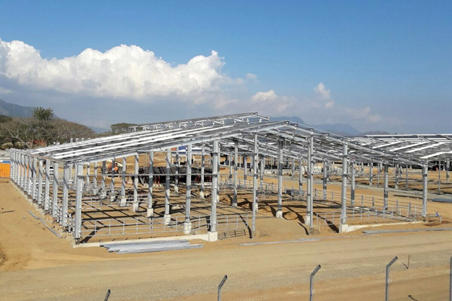 Cattle farm in Papua New Guinea2