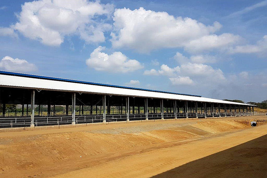 Cattle farm in Papua New Guinea3