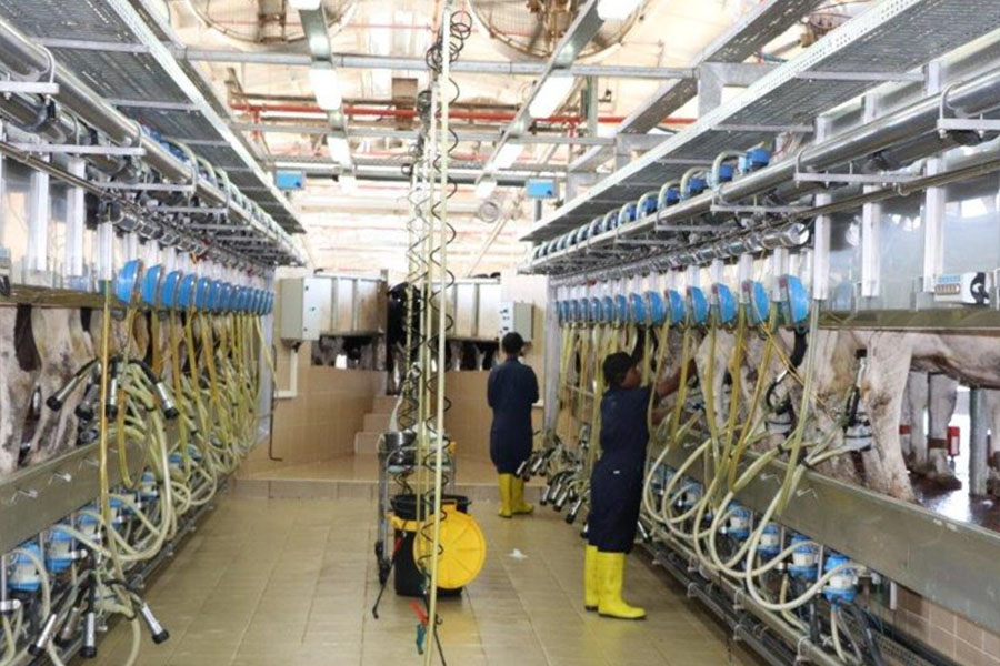 Cattle farm in Papua New Guinea6