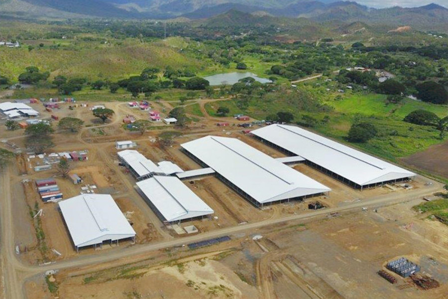 Cattle farm in Papua New Guinea7