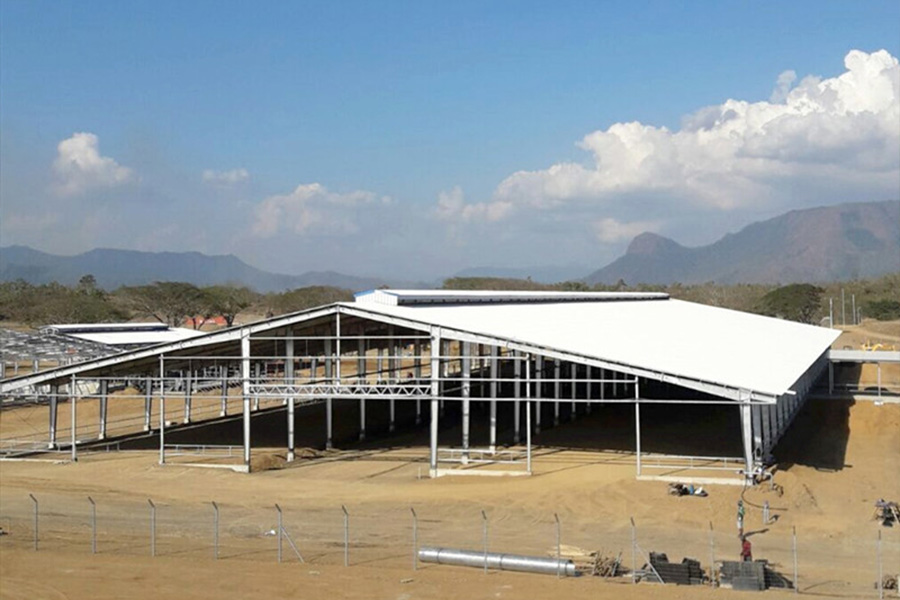 Cattle farm in Papua New Guinea8